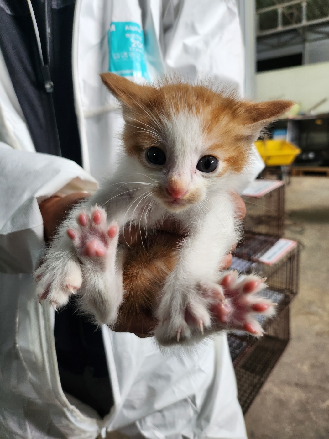 평택시유기동물보호소_441391202400847
